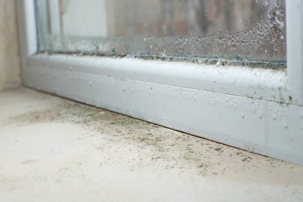 Professional Mold Removal in Charleston, MS